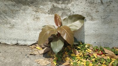 Ficus subpisocarpa, photographed by Navapol Komanasin