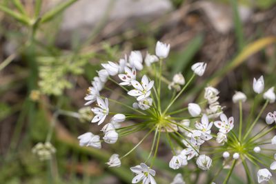 Allium subhirsutum, photographed by Eleftherios Katsillis