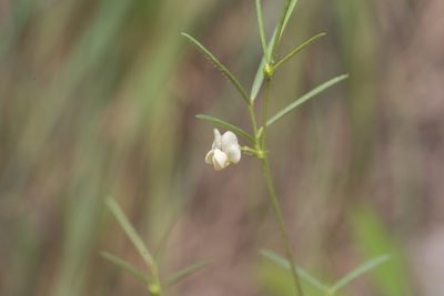 Lathyrus saxatilis, photographed by Eleftherios Katsillis