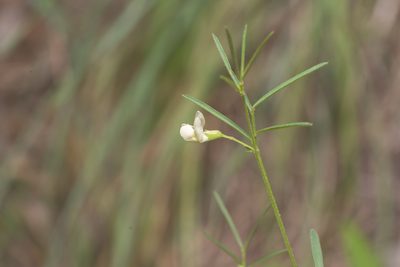 Lathyrus saxatilis, photographed by Eleftherios Katsillis