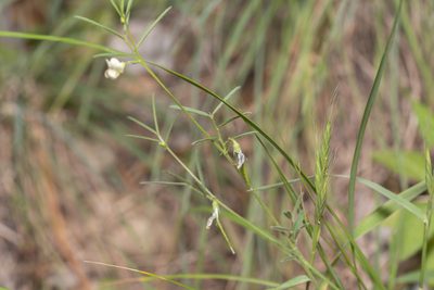 Lathyrus saxatilis, photographed by Eleftherios Katsillis