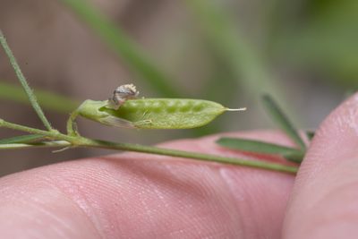 Lathyrus saxatilis, photographed by Eleftherios Katsillis