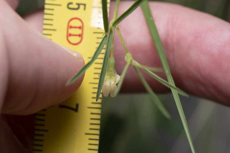 Lathyrus saxatilis, photographed by Eleftherios Katsillis