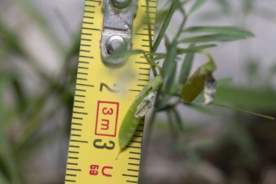 Lathyrus saxatilis, photographed by Eleftherios Katsillis