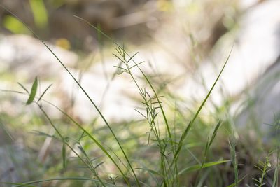 Lathyrus saxatilis, photographed by Eleftherios Katsillis