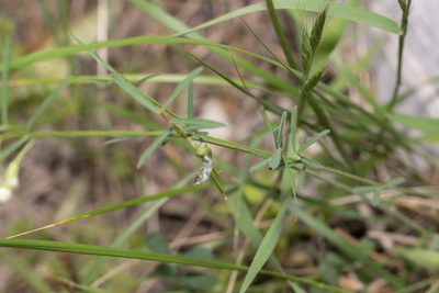 Lathyrus saxatilis, photographed by Eleftherios Katsillis