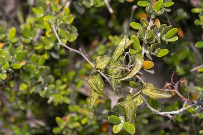 Smilax aspera, photographed by Eleftherios Katsillis
