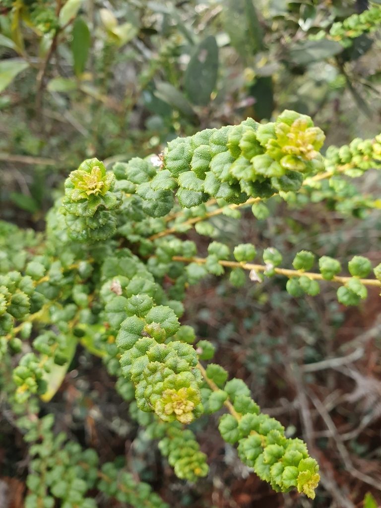Myrica picardae, photographed by Yolanda M. Leon