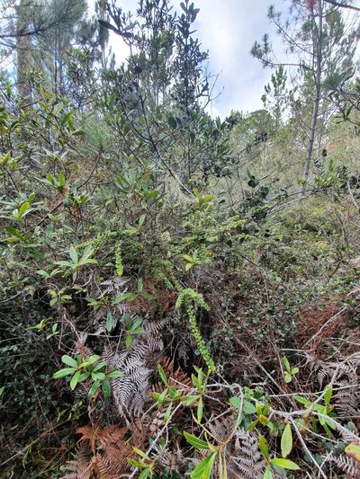 Myrica picardae, photographed by Yolanda M. Leon