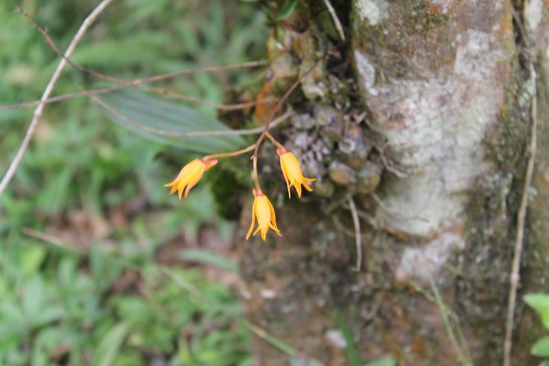 Bifrenaria aureofulva, photographed by Bruno Henrique Aranda
