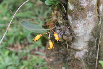 Bifrenaria aureofulva, photographed by Bruno Henrique Aranda