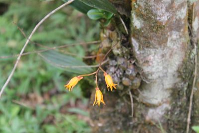 Bifrenaria aureofulva, photographed by Bruno Henrique Aranda