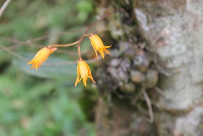 Bifrenaria aureofulva, photographed by Bruno Henrique Aranda