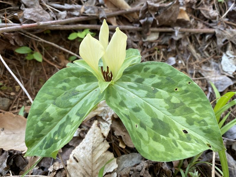 Trillium discolor, photographed by Alan Weakley