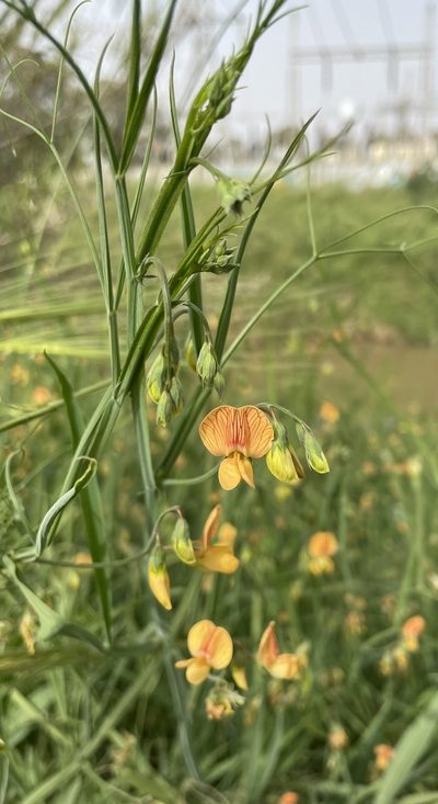 Lathyrus hierosolymitanus, photographed by Henrik Kibak