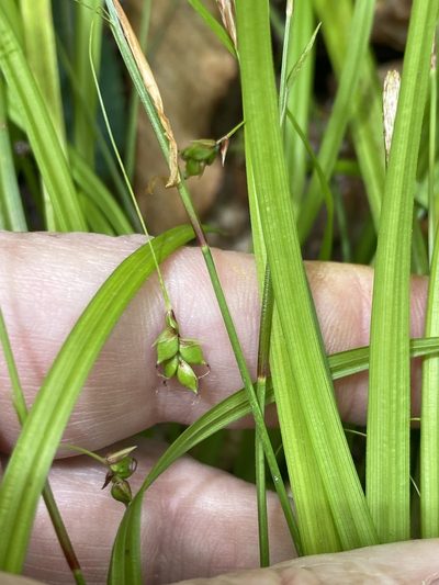 Carex austrocaroliniana, photographed by Alan Weakley