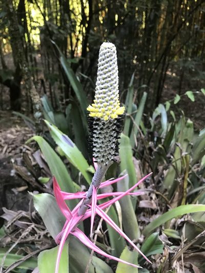 Aechmea bromeliifolia, photographed by Mario Cohn-Haft