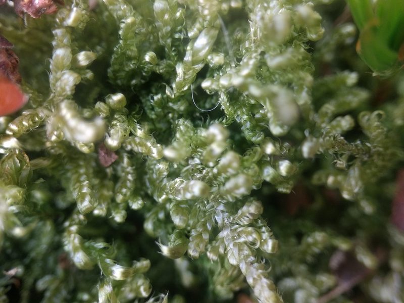 Hypnum jutlandicum, photographed by Michel Langeveld