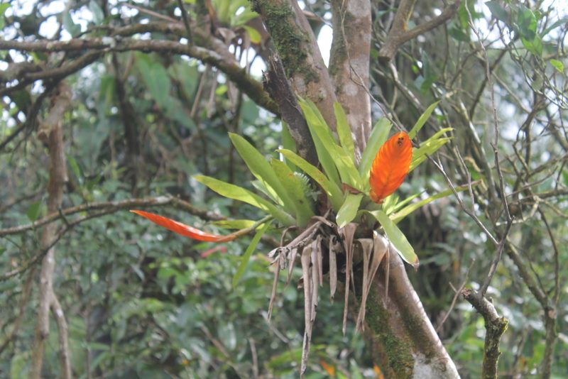Vriesea inflata, photographed by Bruno Henrique Aranda