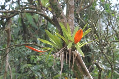 Vriesea inflata, photographed by Bruno Henrique Aranda