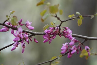 Cercis siliquastrum, photographed by WATANABE Hitoshi 渡辺仁
