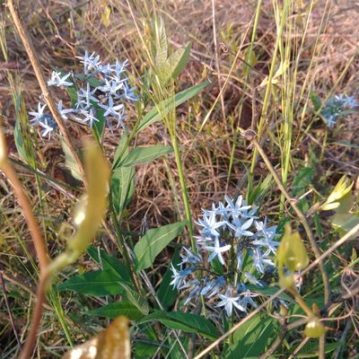 Amsonia tabernaemontana, photographed by Meece Family