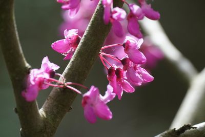 Cercis siliquastrum, photographed by WATANABE Hitoshi 渡辺仁