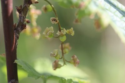 Ribes rubrum, photographed by Michel Langeveld