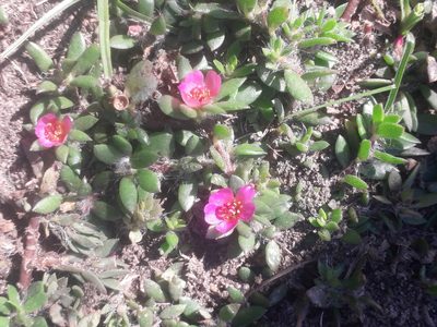 Portulaca amilis, photographed by Eduardo Luis Beltrocco