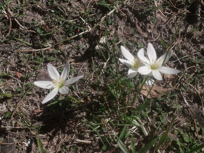 Zephyranthes mesochloa, photographed by Eduardo Luis Beltrocco