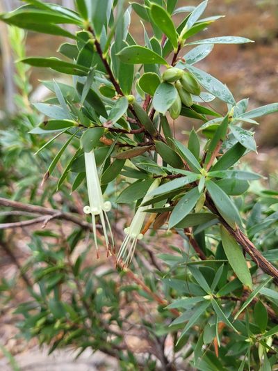 Styphelia triflora, photographed by Eamonn Culhane