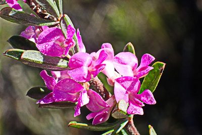 Indigofera flabellata, photographed by Di Turner