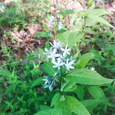 Amsonia tabernaemontana, photographed by Meece Family