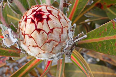 Protea lorifolia, photographed by Di Turner