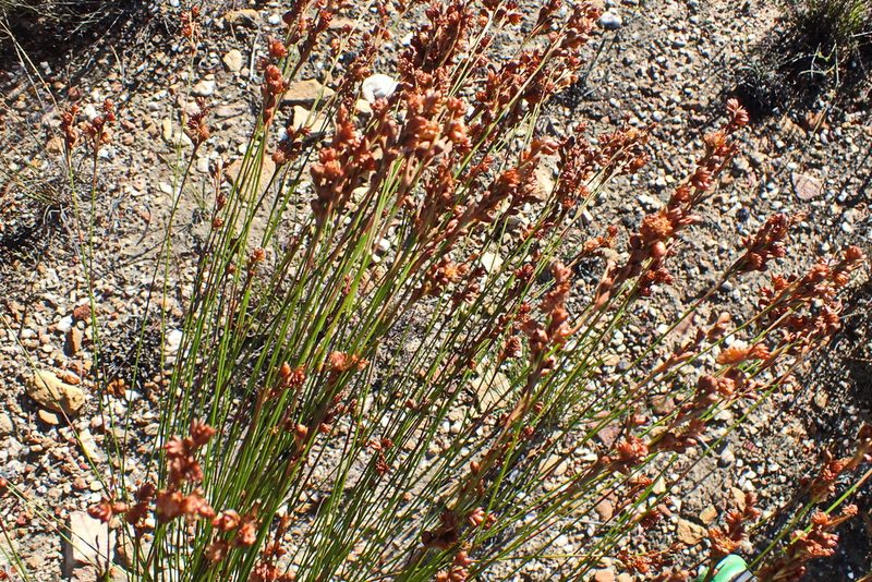 Mastersiella purpurea, photographed by Di Turner