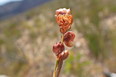 Mastersiella purpurea, photographed by Di Turner