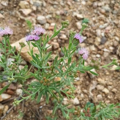 Litogyne gariepina, photographed by Noeleen du Toit