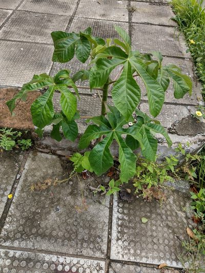 Cecropia palmata, photographed by Lucas Kaminski