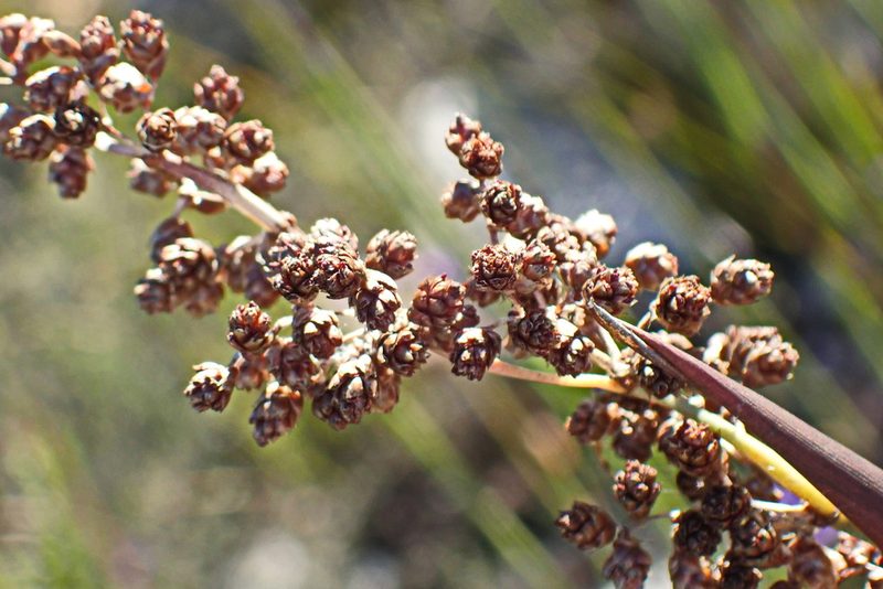 Cannomois scirpoides, photographed by Di Turner
