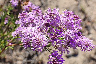 Selago canescens, photographed by Di Turner