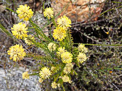 Stoebe spiralis, photographed by Di Turner