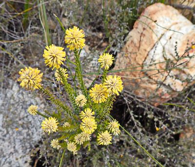 Stoebe spiralis, photographed by Di Turner