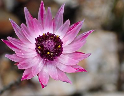 Syncarpha canescens, photographed by Di Turner