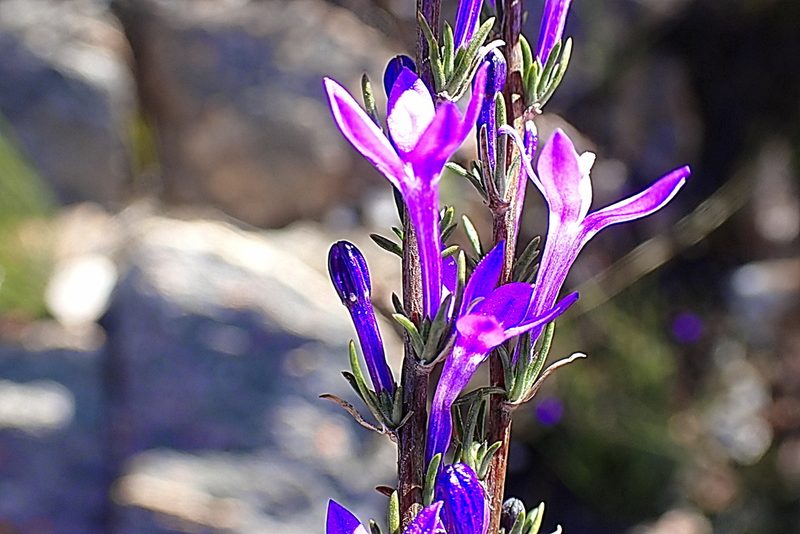 Theilera guthriei, photographed by Di Turner