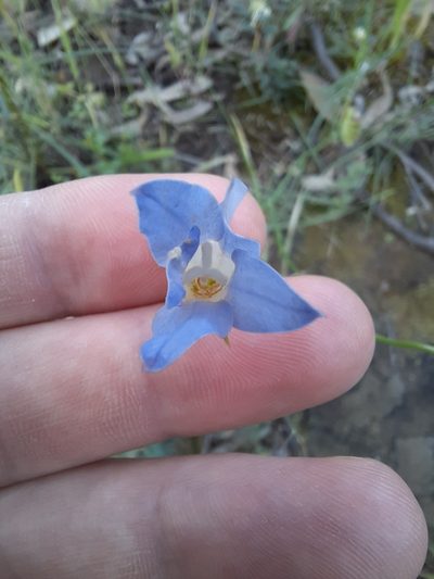 Wahlenbergia stricta, photographed by spacegecko