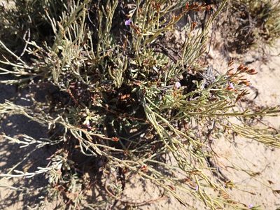 Limonium elaphonisicum, photographed by Claude Kolwelter