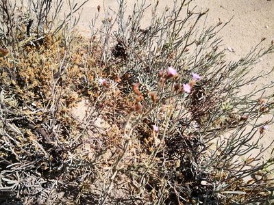 Limonium elaphonisicum, photographed by Claude Kolwelter