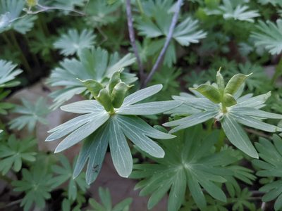 Eranthis hyemalis, photographed by Laura J. Costello