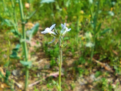 Linaria arvensis, photographed by Josep Gesti