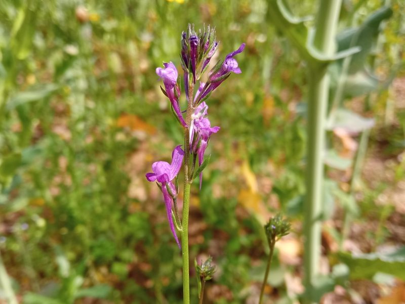 Linaria pelisseriana, photographed by Josep Gesti